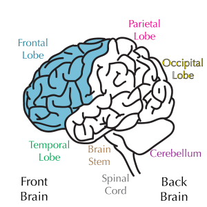 Brain 101 - Reality Bites