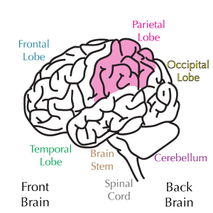 Brain 101 - Reality Bites